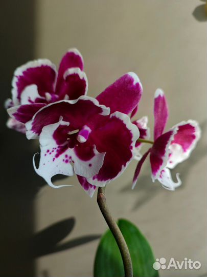 Орхидея фаленопсис Санта Клаус