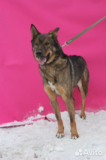 Шикарный пес в добрые руки