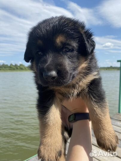 Щенки немецкой овчарки