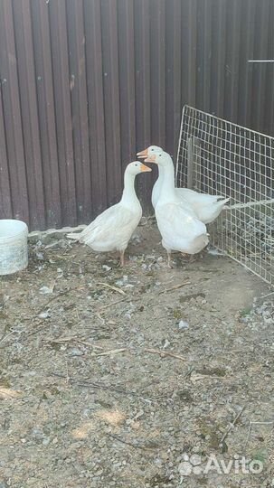 Гуси, Мясо Гуся, Петух