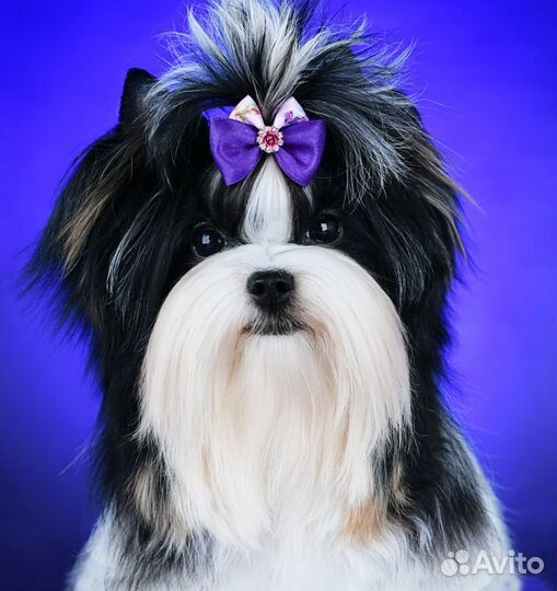 Бивер вязка Кобель 2.2кг. Любвеобильный, опытный