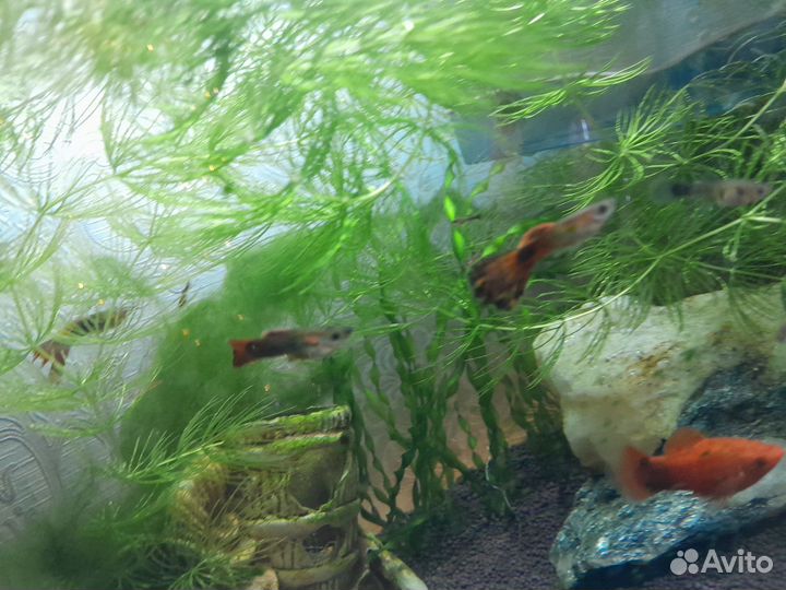 Мальки гуппи