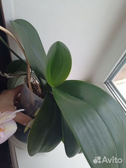 Орхидея фаленопсис легато