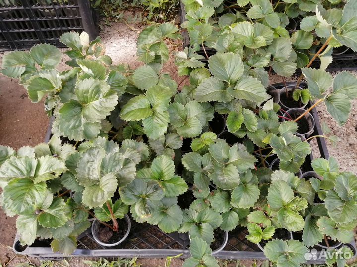 Рассада клубники купчиха