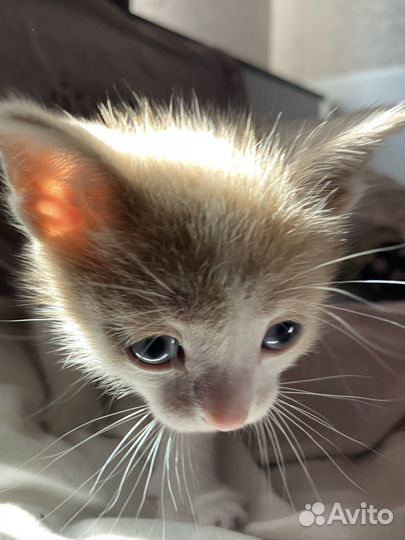 Котенок 1.5 месяца