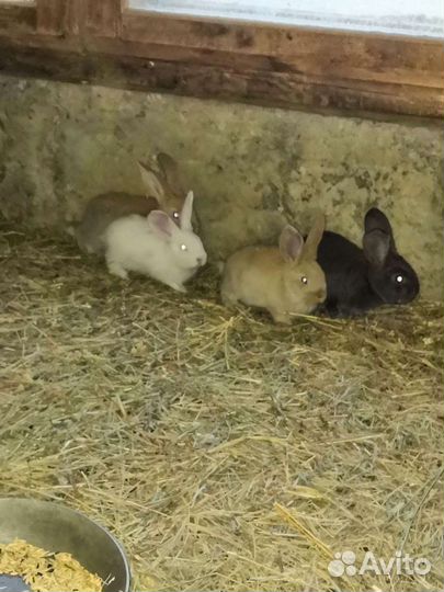 Кролики белый великан