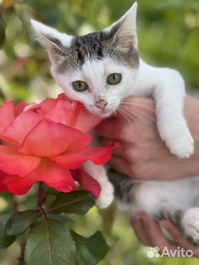 Котенок девочка в дар бесплатно в добрые руки