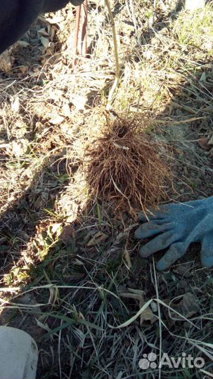 Саженцы ежевики оптом и в розницу