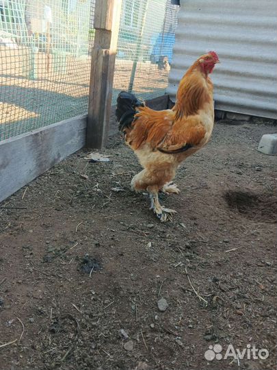 Брама палевая