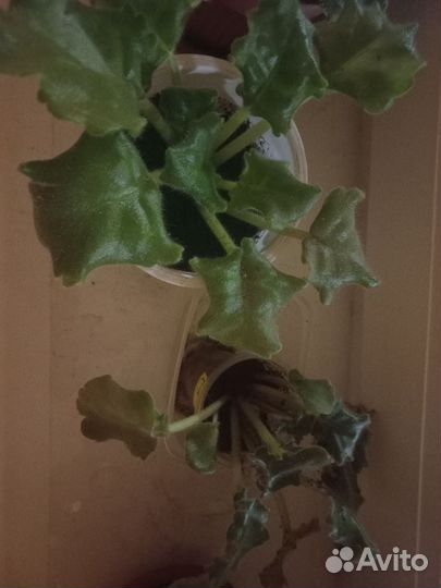 Фиалка бесплатно