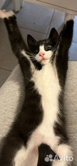 Котенок черно-белый