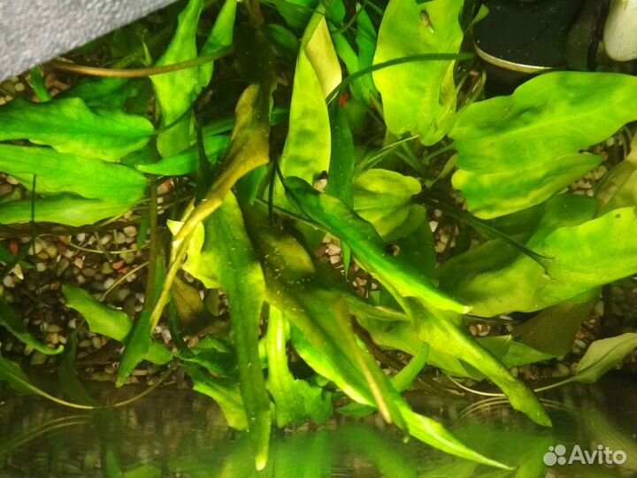 Водоросли для аквариума