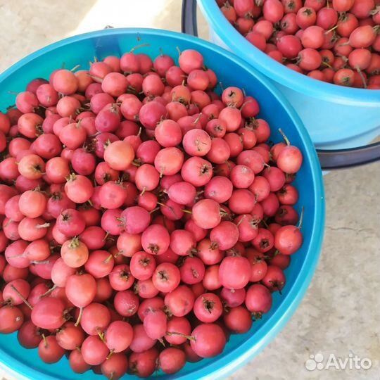 Боярышник плоды