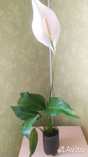 Спатифиллум- укоренённые отростки