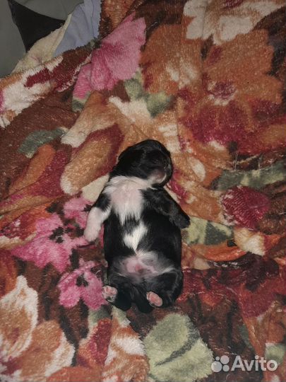 Щенки пекинеса