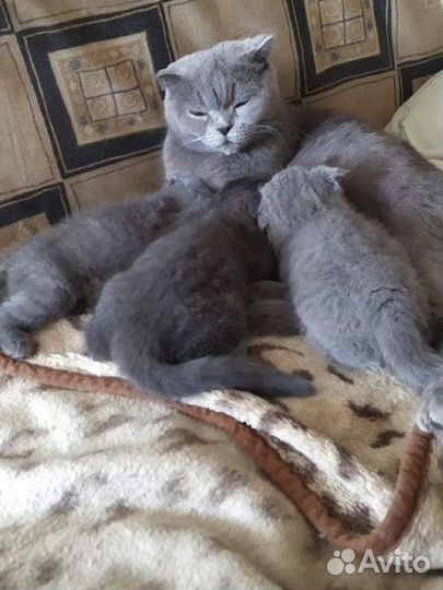 Вислоухие котята