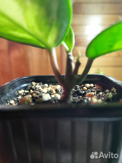 Хойя компакта