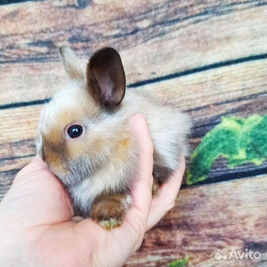 Маленькие кролики карликовые