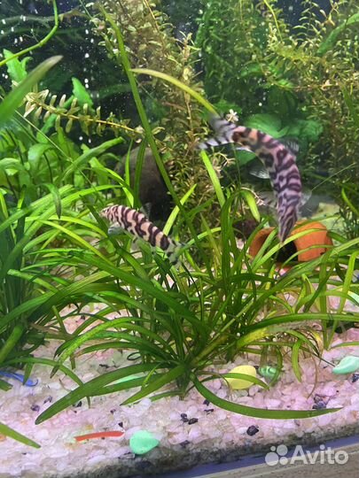 Боция мраморная