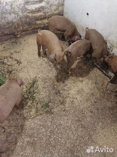Продам поросят