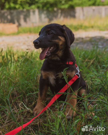 Собака в добрые руки отдам бесплатно