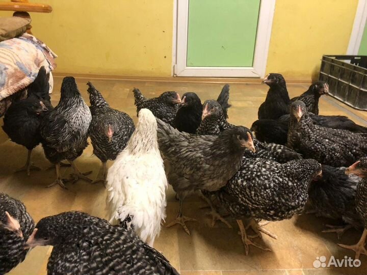 Куры Несушки