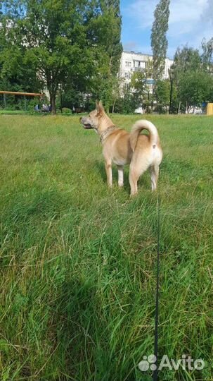 Собака дворняжка