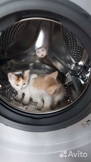 Котята в добрые руки 1 месяц