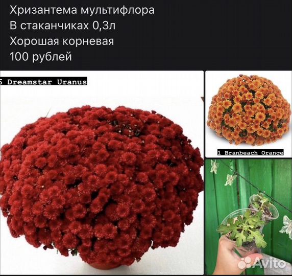Хризантемы мультифлора