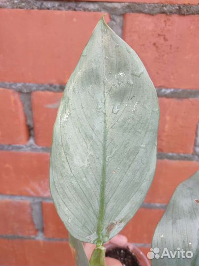 Филодендроны