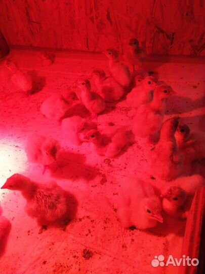 Перепела,бройлер,цесарка,фазан,яйцо