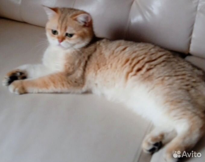 Вязка Британский золотой кот