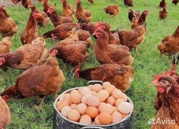 Ферма с возможностью расширения до 4тыс Га