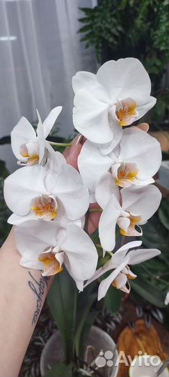 Орхидея фаленопсис