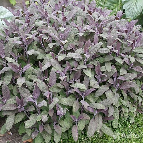 Шалфей лекарственный