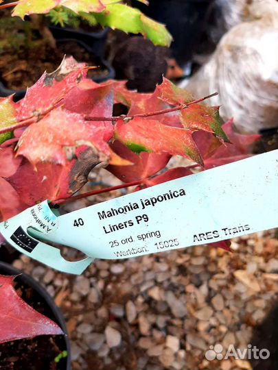 Магония японская