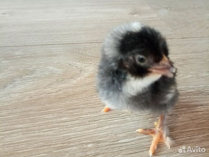 Суточные цыплята от своих рабочих куриц