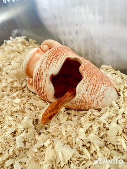 Змея маисовый полоз