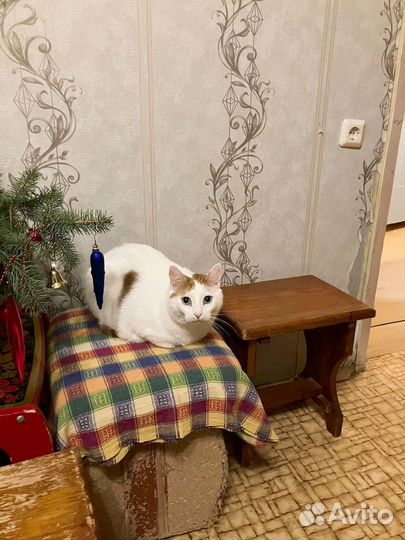 Отдам в добрые руки