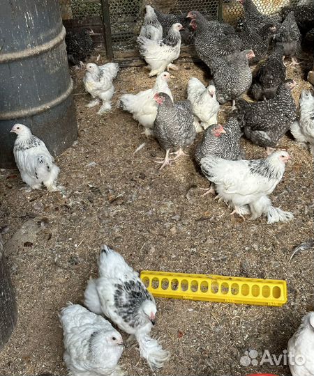 Цыплята брама колумбийская, орпингтон полосатый