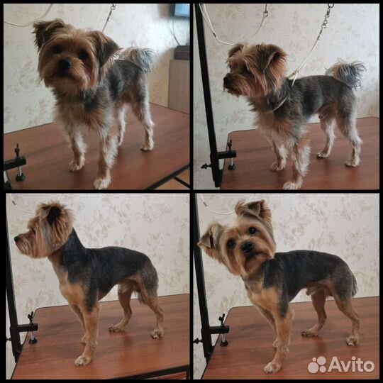 Грумер. Стрижка собак и кошек