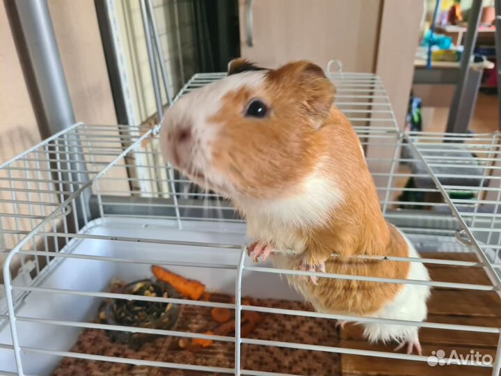 Морская свинка с клеткой