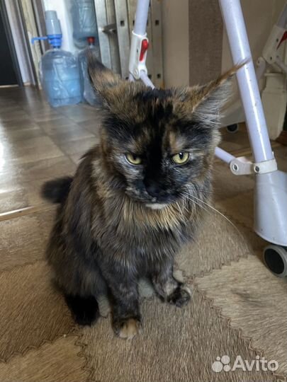 Кошка в дар