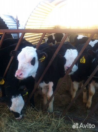 Телята бычки мясные