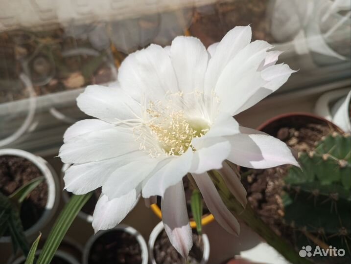 Большой цветущий кактус