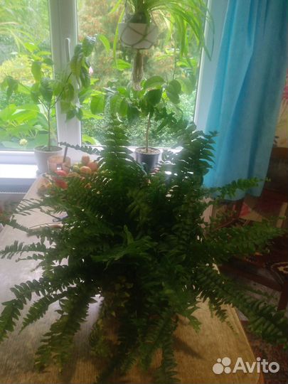 Папоротник