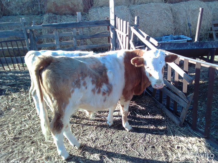 Бычки и быки