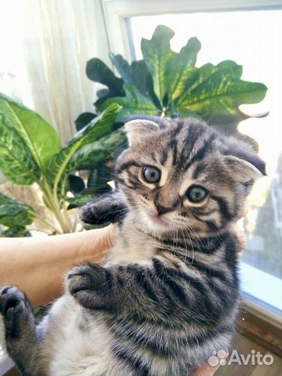 Шотландская