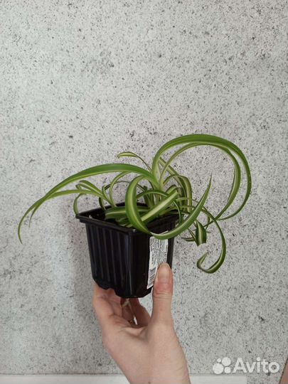 Хлорофитум