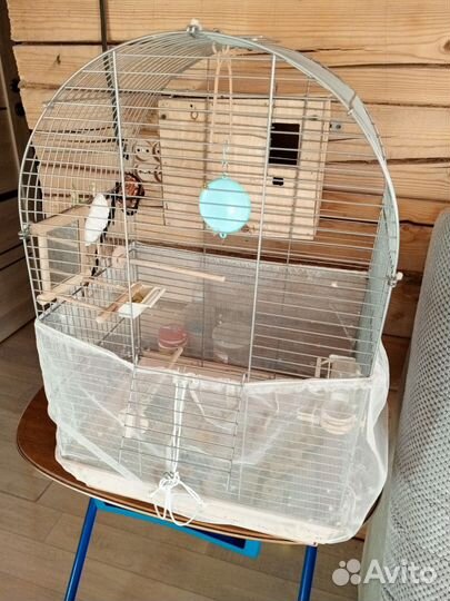 Волнистый попугай